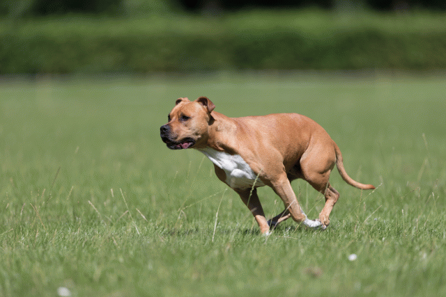 Cs3Q5488 19873116774 O