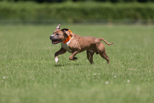 Cs3Q5268 19873310654 O