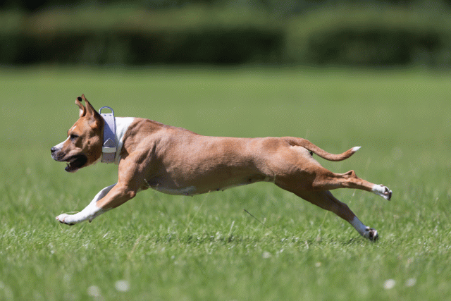 Cs3Q5729 19874644203 O