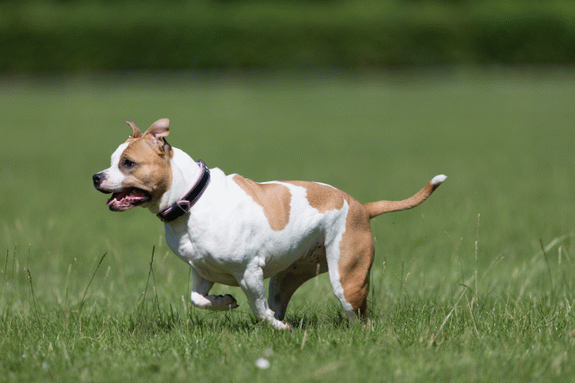 Cs3Q5642 19874715073 O