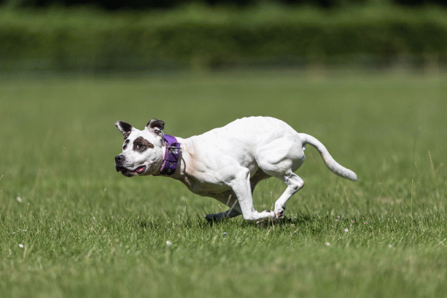 Cs3Q5559 19874793943 O