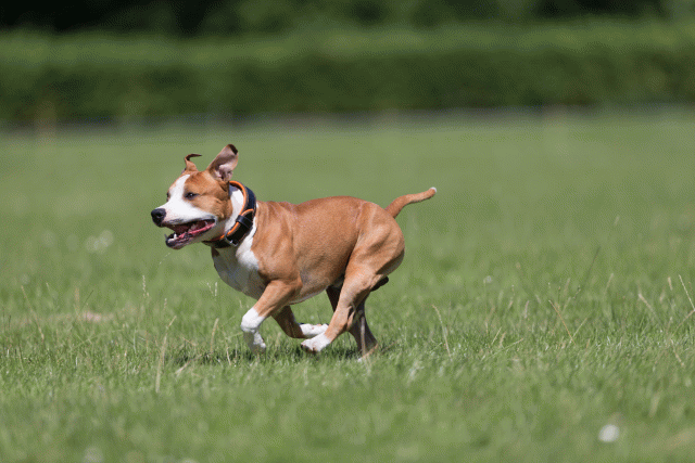 Cs3Q5460 19874888943 O