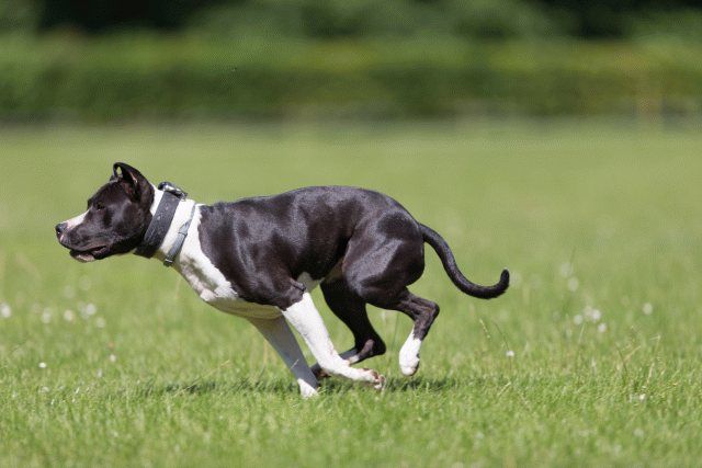 Cs3Q5438 19874903413 O