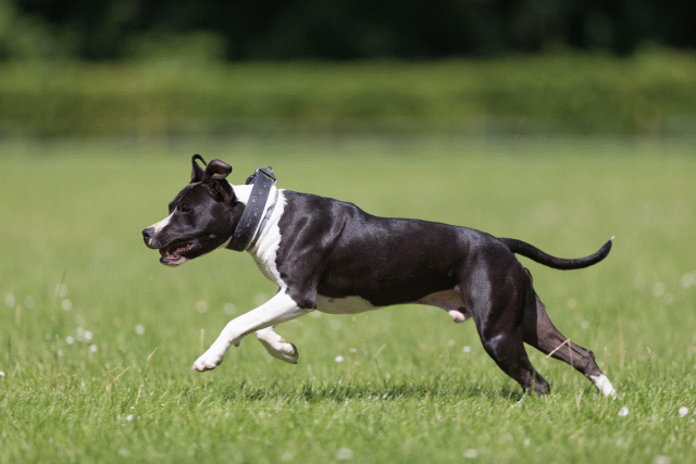 Cs3Q5436 19874905233 O