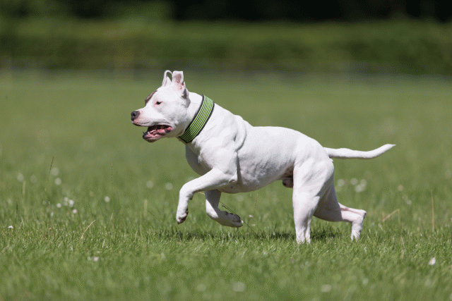 Cs3Q5398 19874944953 O