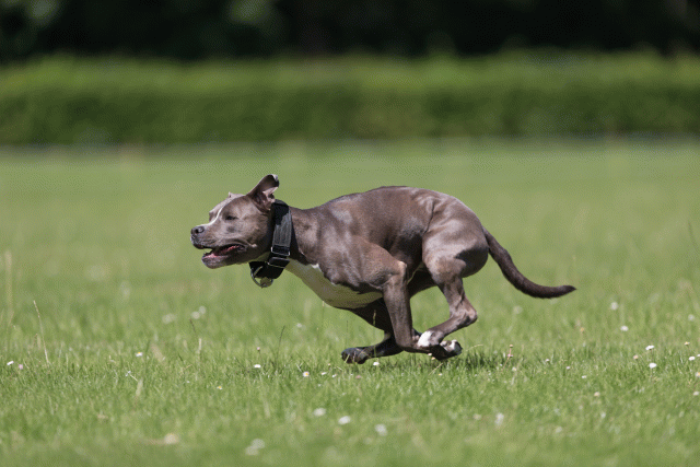 Cs3Q5259 19875065893 O