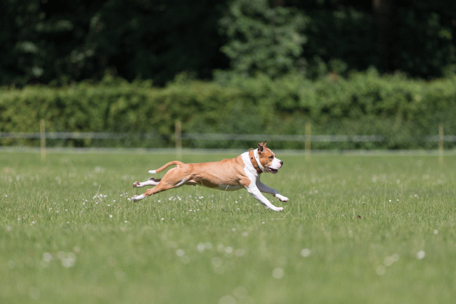 Cs3Q5246 20307385010 O