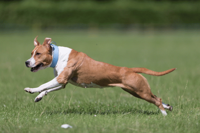 Cs3Q5740 20307522138 O