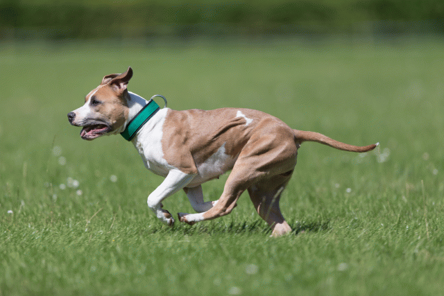 Cs3Q5683 20307525050 O