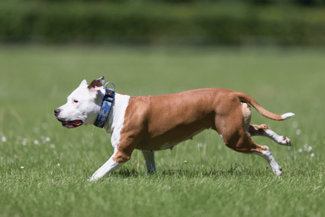 Cs3Q5629 20307562640 O