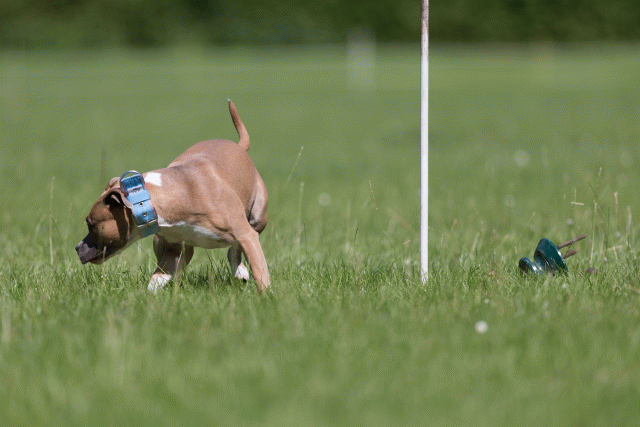 Cs3Q5594 20307595590 O