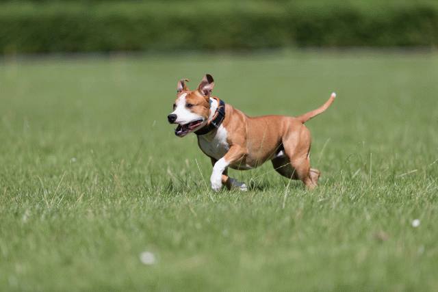 Cs3Q5457 20307732020 O