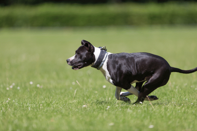 Cs3Q5442 20307735240 O