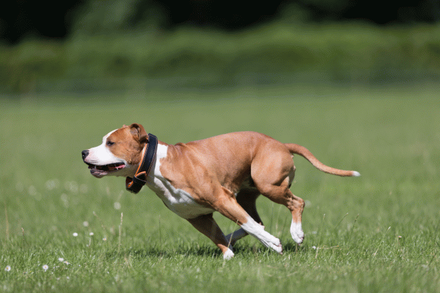 Cs3Q5466 20307761548 O