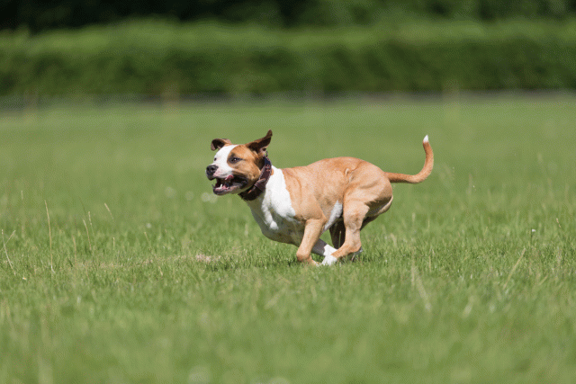 Cs3Q5332 20307848010 O