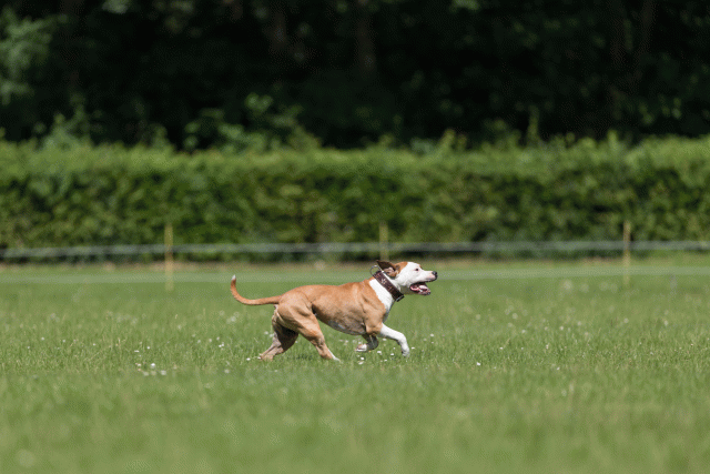 Cs3Q5356 20307860588 O