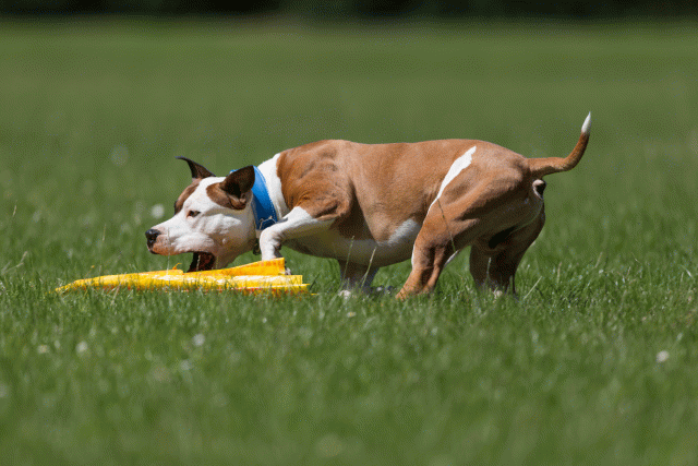 Cs3Q5294 20307874880 O