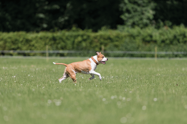 Cs3Q5245 20307959538 O