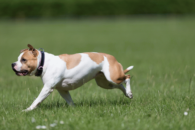 Cs3Q5644 20308962719 O