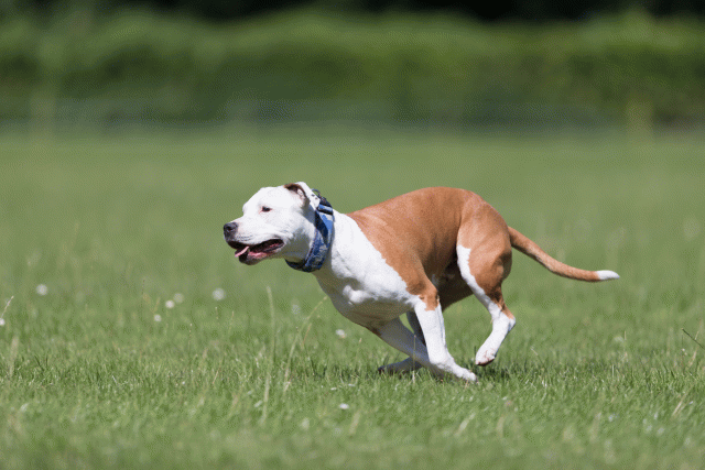 Cs3Q5623 20308980389 O