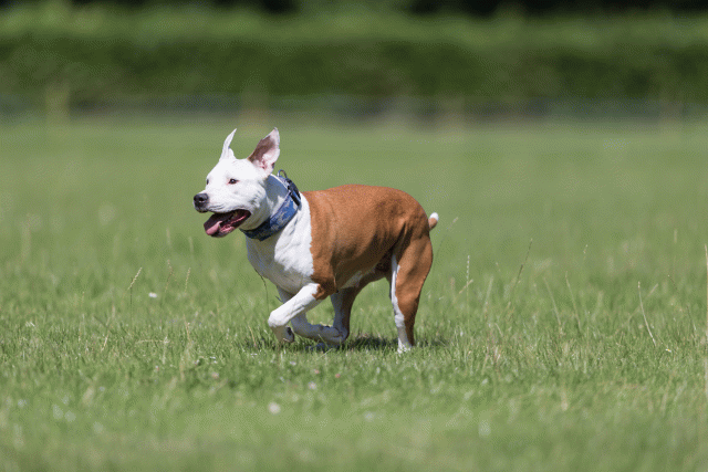 Cs3Q5620 20308983779 O