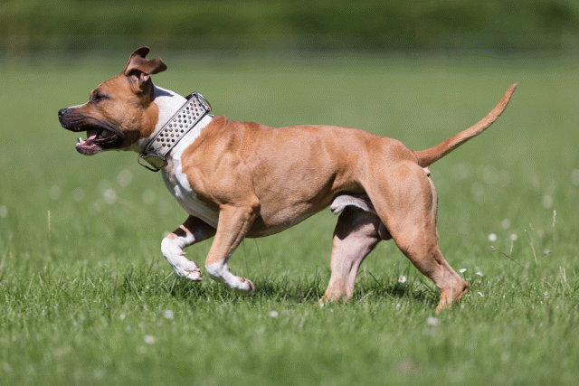 Cs3Q5521 20309077009 O