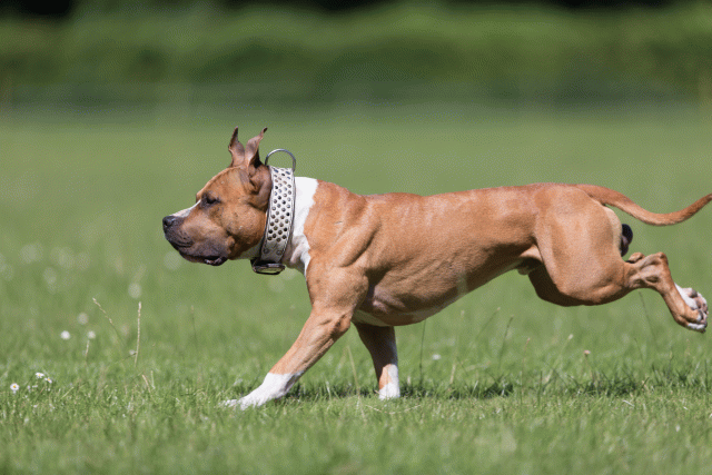 Cs3Q5519 20309080699 O