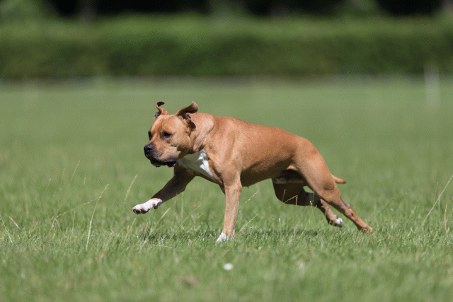 Cs3Q5487 20309115459 O