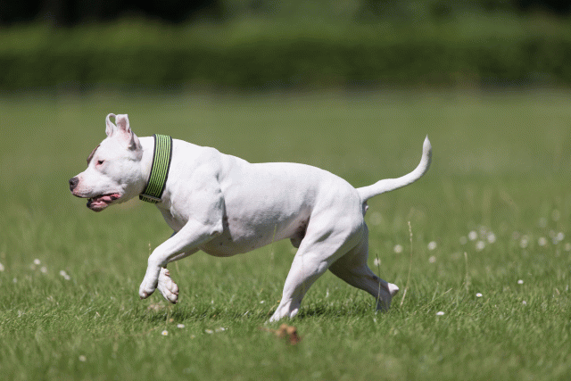 Cs3Q5402 20309188239 O