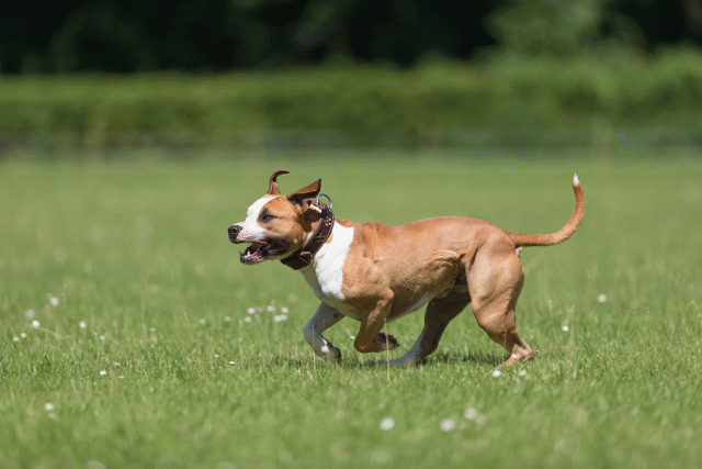 Cs3Q5339 20309247299 O