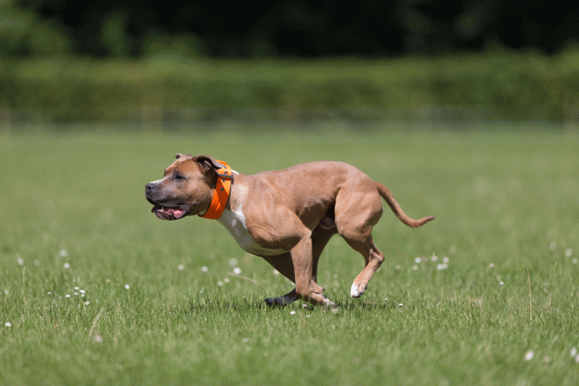 Cs3Q5270 20309305389 O