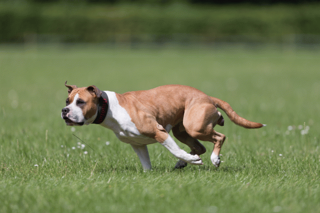 Cs3Q5760 20469316276 O