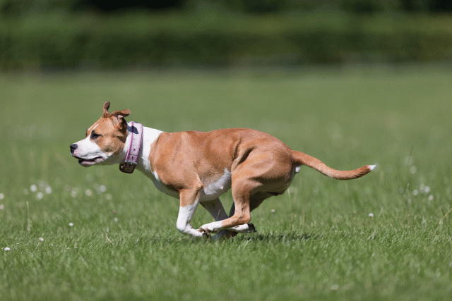 Cs3Q5554 20469499856 O