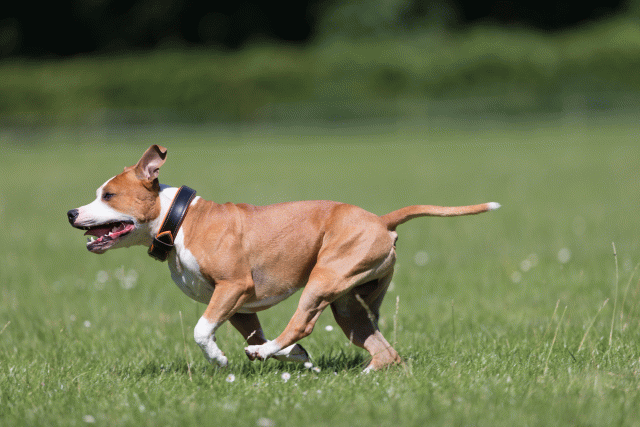 Cs3Q5467 20486674742 O