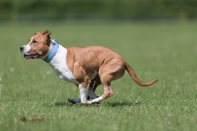 Cs3Q5742 20486768912 O