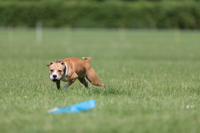 Cs3Q5694 20486810232 O