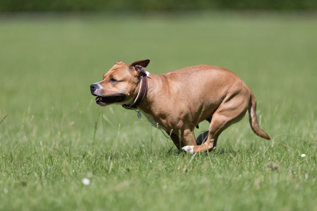 Cs3Q5662 20486833672 O