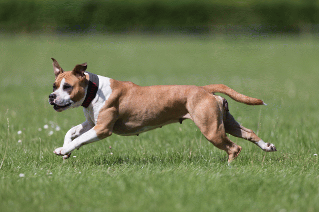 Cs3Q5762 20495550465 O