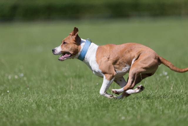 Cs3Q5746 20495566705 O