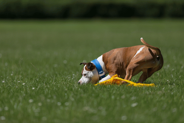 Cs3Q5297 20495965115 O