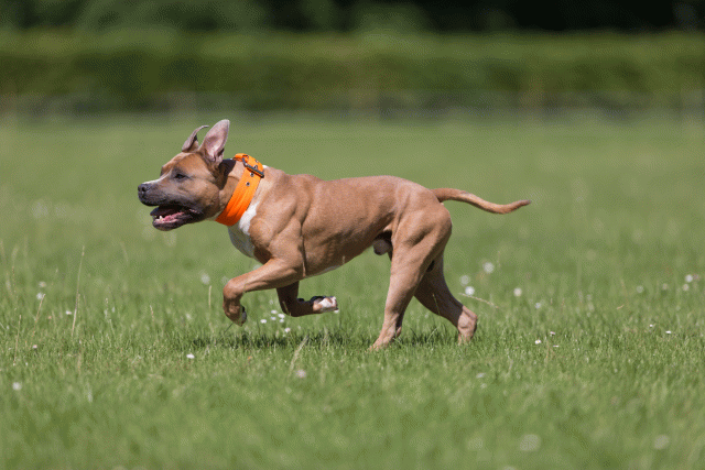 Cs3Q5271 20495988335 O