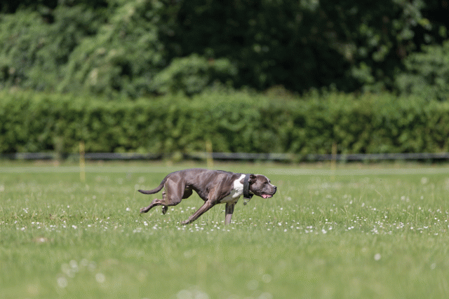 Cs3Q5263 20495995195 O