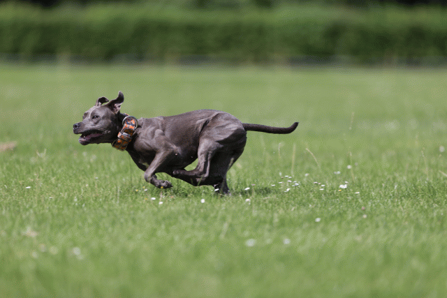 Cs3Q5785 20501825091 O