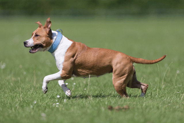 Cs3Q5743 20501864291 O