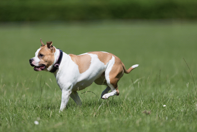 Cs3Q5641 20501944411 O