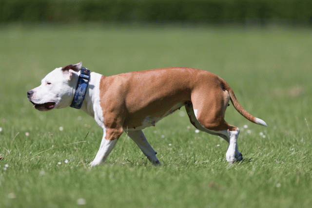 Cs3Q5633 20501947851 O