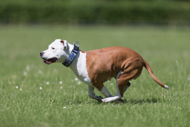 Cs3Q5630 20501951731 O