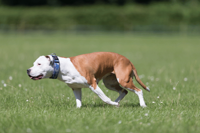 Cs3Q5626 20501955401 O