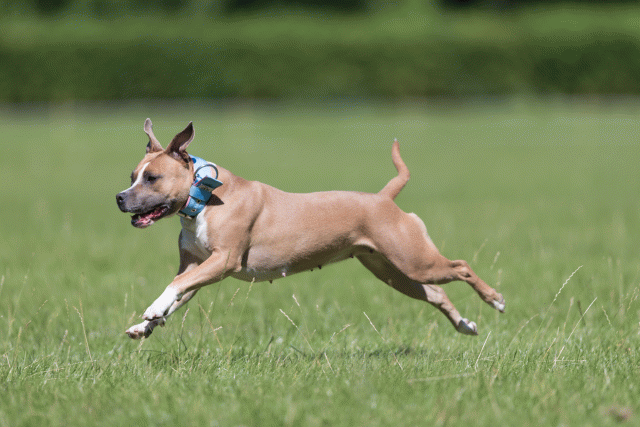 Cs3Q5603 20501981441 O