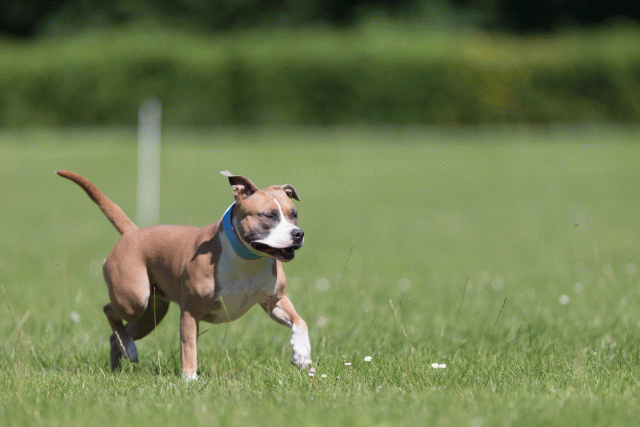 Cs3Q5596 20501982541 O